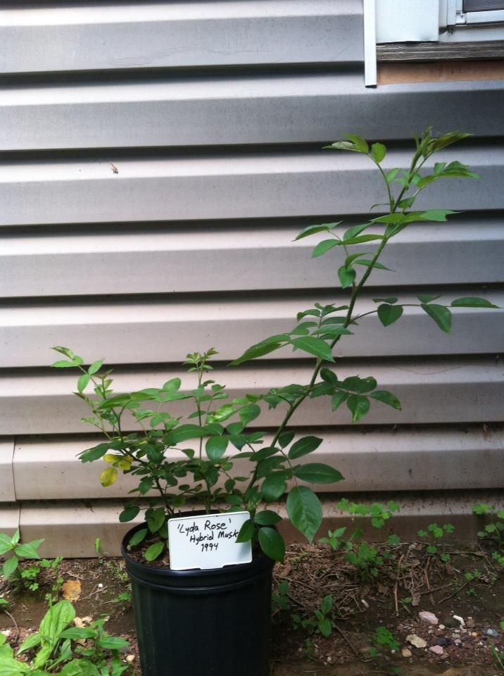  photo LydaRoseJune2_zps3e9ff16f.jpg